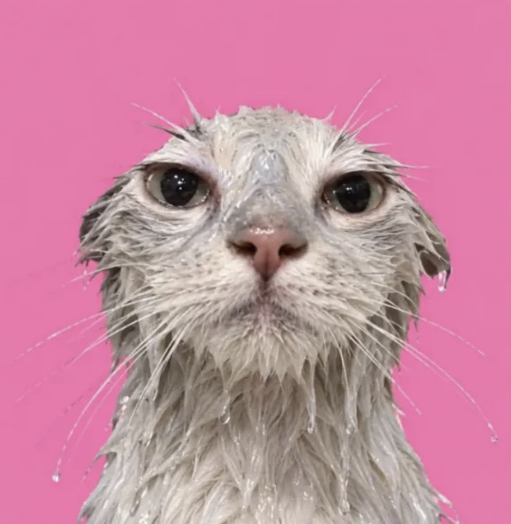 The $WAP mascot: a very wet cat against a pink background